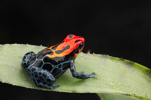 Amazonian Poison dart Frog, Ranitomeya ventrimaculata, Arena Blanca. Red blue poisonous animal from the Amazon rain forest of Peru.