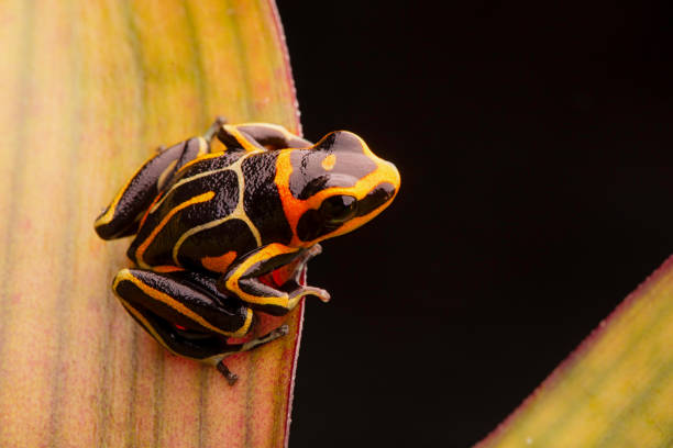 istock poison dart frog, Ranitomeya fantastica striped morph 1154772241