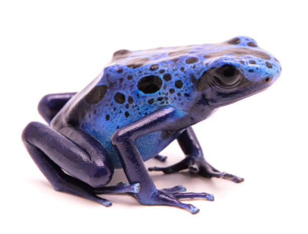 푸른 독 다트 개구리, 아 지토 스 - blue poison arrow frog 뉴스 사진 이미지