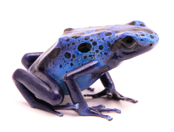 istock blue poison dart frog, Dendrobates azureus 1154772249