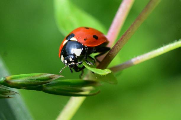 biedronka - ladybug grass leaf close up zdjęcia i obrazy z banku zdjęć