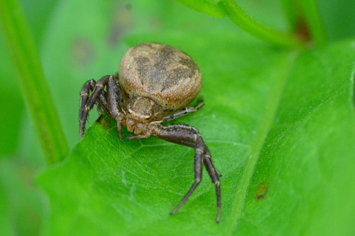 Xysticus sp