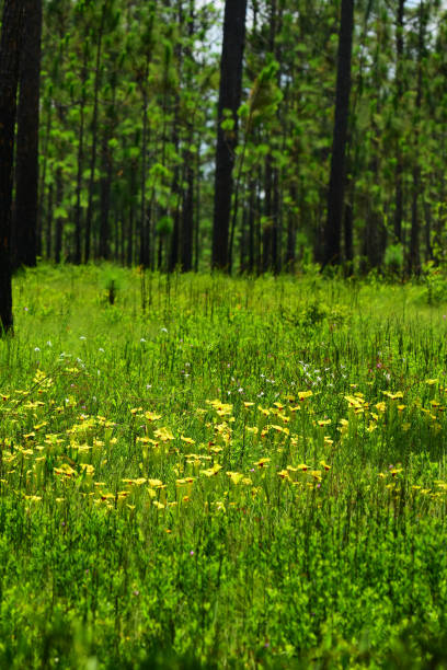 istock Low angle view of Yellow-top pitcher plants in grassy pine forest 1154772774