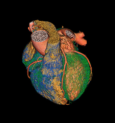 medically accurate illustration of the human heart