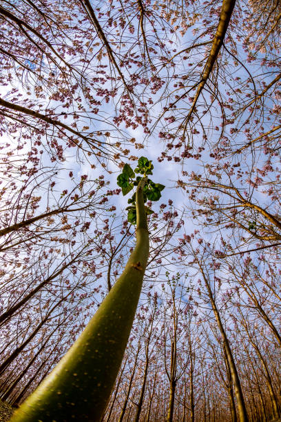 Looking up in pink blossoming Paulownia forest. Balgarevo village, Bulgaria, Balkans, Europe.
