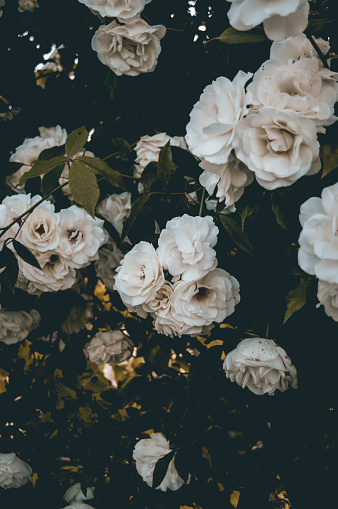 Fondo de rosas blancas photo
