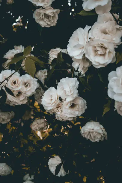 Photo of White roses background