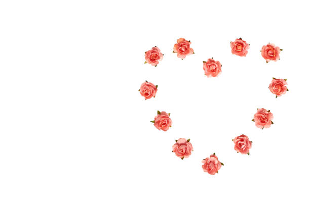 istock Blooming pink flowers, decorative plant, romantic mood. 1154774725
