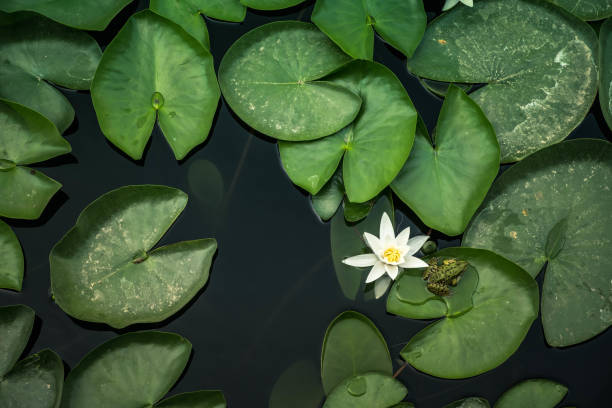 연꽃과 개구리 - water lily lotus water lily 뉴스 사진 이미지