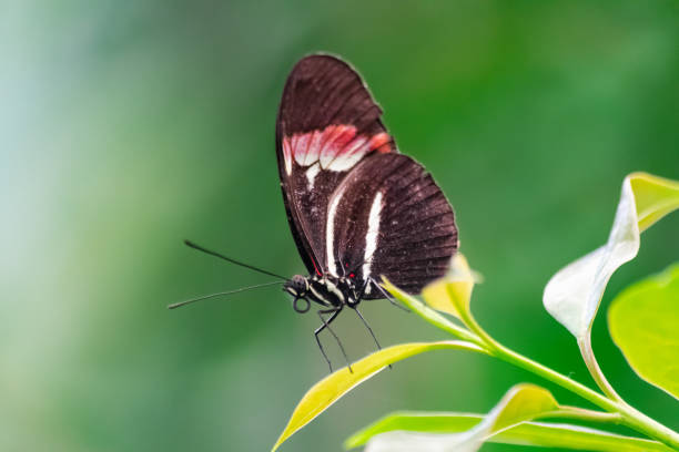 istock Heliconius erato, or the red postman butterfly 1154774889