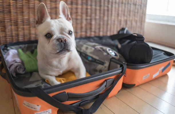 istock You want me to pack ? 1154776051