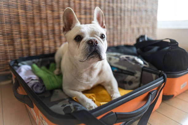 istock You want me to pack ? 1154776052