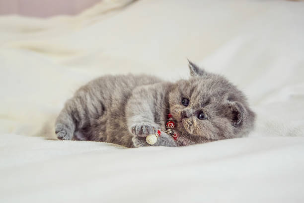 istock little kitten plays on a white cover 1154776244