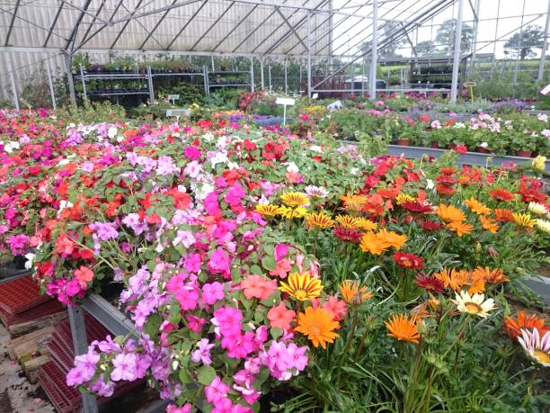 istock 9 June 2019 13:52. Bedding plants and flowers growing in a greenhouse 1154776254