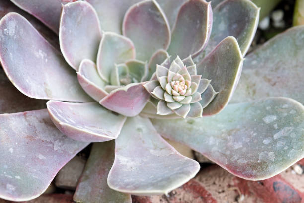 nahaufnahme von blauem mauve echeveria erfolg mit blumenbude - flower purple macro bud stock-fotos und bilder