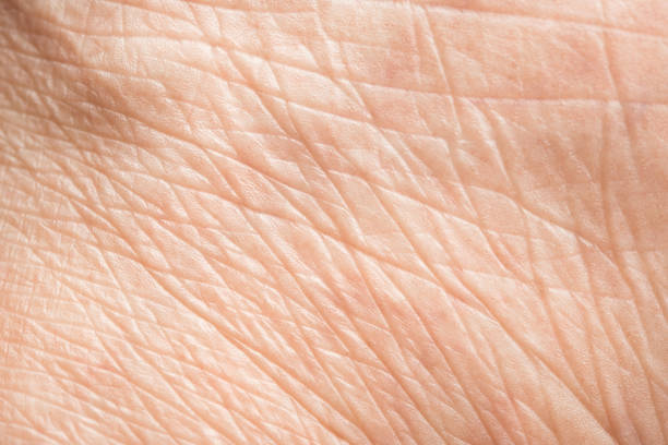 feche acima da textura velha da pele com enrugamentos no ser humano do corpo - wrinkled skin - fotografias e filmes do acervo