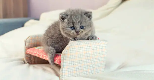 Photo of little kitten plays on a toy sofa