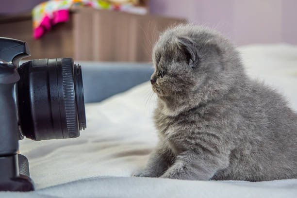 istock small, the kitten looks in the camera 1154776389