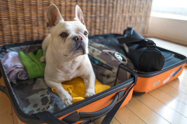 You want me to pack ? Oh adorable !  He sits on my packed clothes in suitcase and stays there. I wish I could travel with him wherever I go. Don't show me sad face buddy..... snout photos stock pictures, royalty-free photos & images