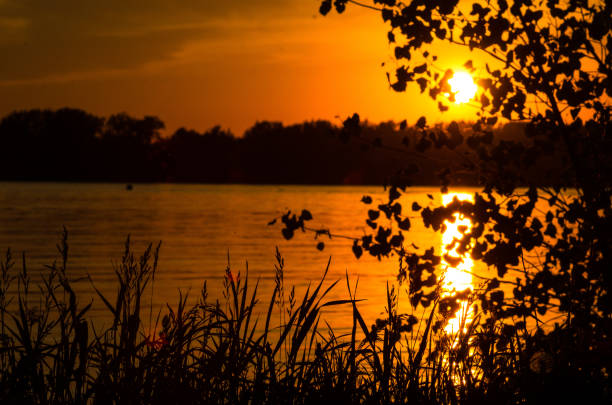 Sunset with reflexion in the water throught treebranch ans grass. Trees and forest on the other side of water.