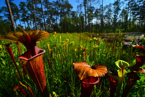 Yellow Pitcher plants at sunrise with flowers, pine trees and a beaver- created lake at the base of a forested hillside in the background. Photo taken at Blackwater River state forest in northwest Florida. Nikon D750 with Venus Laowa 15mm macro lens