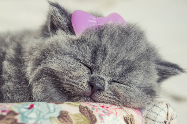 istock the little, gray kitten sleeps 1154776656
