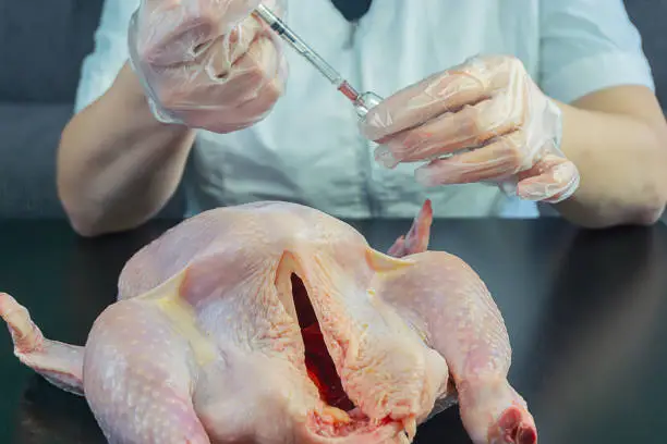 Photo of in the injection of chicken chemistry, GMO products