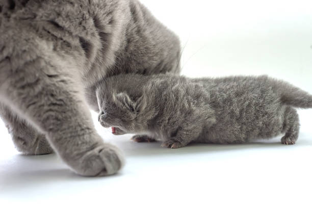 istock mother a cat lies with a kitten 1154778405