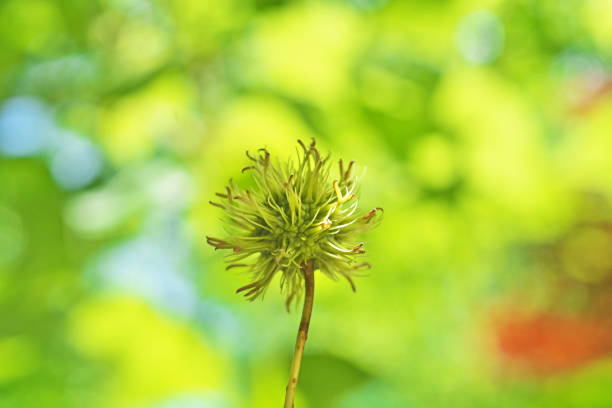 dry daisy flower