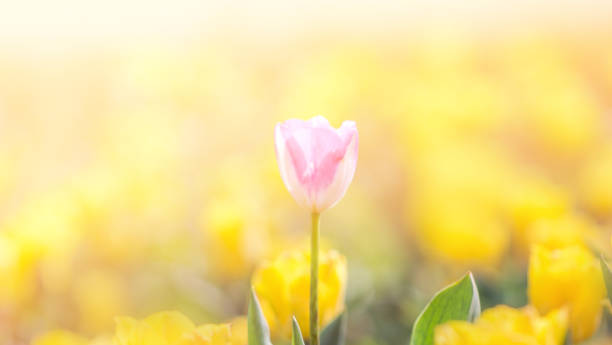 istock Tulip in Spring under sun ray, Beautiful and colourful tulip on sun light. 1154779284