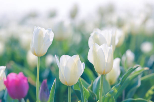 istock Tulip in Spring under sun ray, Beautiful and colourful tulip on sun light. 1154779295