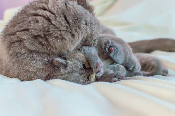 the kitten plays with mother a cat on a white cover, the little kitten also falls asleep, selective focus