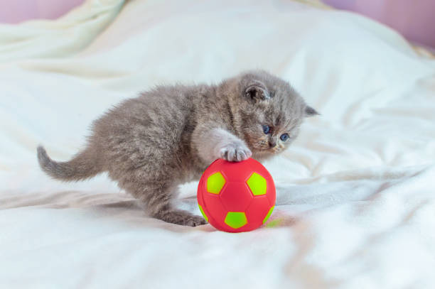 istock little kitten plays with a ball 1154779336