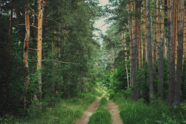 istock green Siberian forest in summer 1154779488