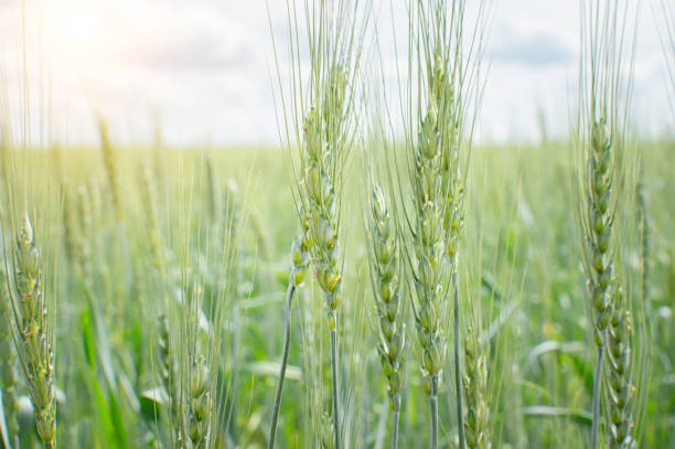 istock green field grass with flowers 1154779647
