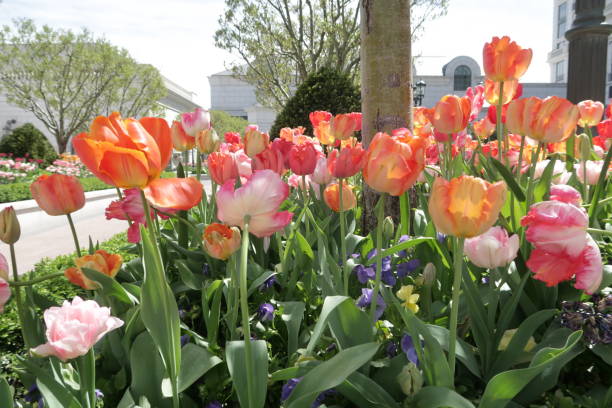 istock Colorful Flowers 1154779817
