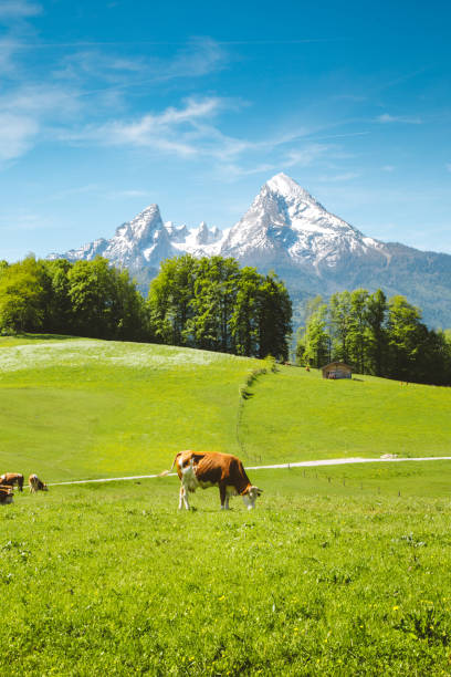 istock Idyllic summer landscape in the Alps with cows grazing 1154783477