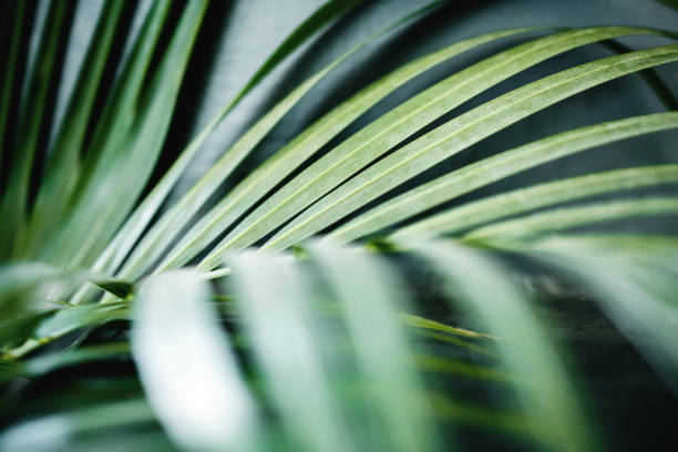 istock Areca Palm Leaf in Summer Light. Close up of Foliage. Tropical Botanical Tree. Selective Focus 1154783486