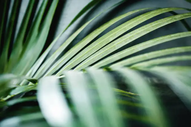Areca Palm Leaf in Summer Light. Close up of Foliage. Tropical Botanical Tree. Selective Focus