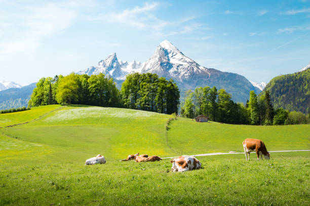istock Idyllic summer landscape in the Alps with cows grazing 1154783505