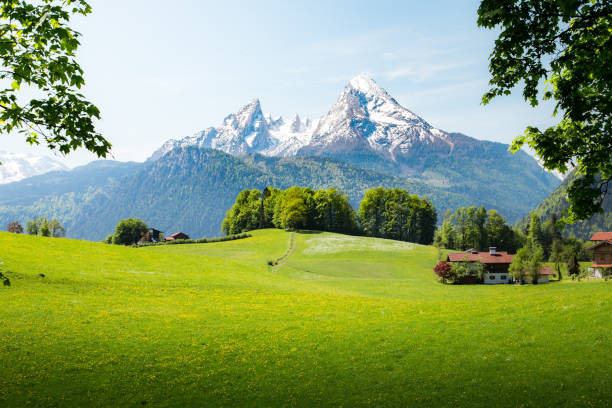 istock Idyllic summer landscape in the Alps with cows grazing 1154783506