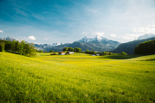 Idyllic landscape in the Alps with blooming meadows in springtime