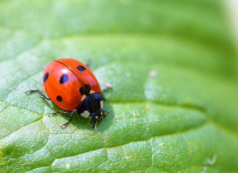 Close-up image of a ladybird on a leaf.