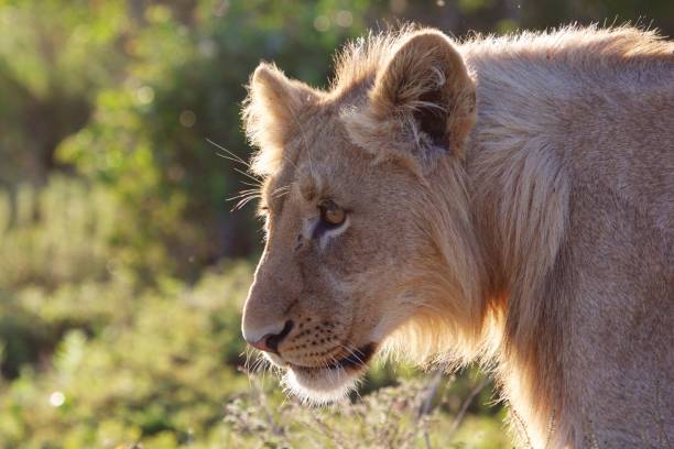 istock A side view of a young lion 1154784165