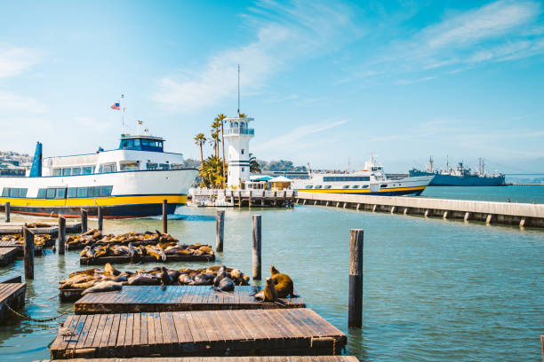 Famous Pier 39 with sea lions, San Francisco, USA Beautiful view of historic Pier 39 with famous sea lions in summer, Fisherman's Wharf district, central San Francisco, California, USA fishermans wharf stock pictures, royalty-free photos & images