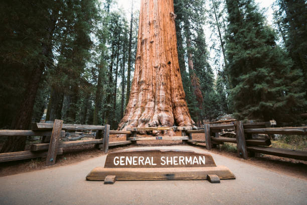 le général sherman tree, le plus grand arbre du monde en volume, parc national de sequoia, californie, états-unis - ancient tree usa california photos et images de collection