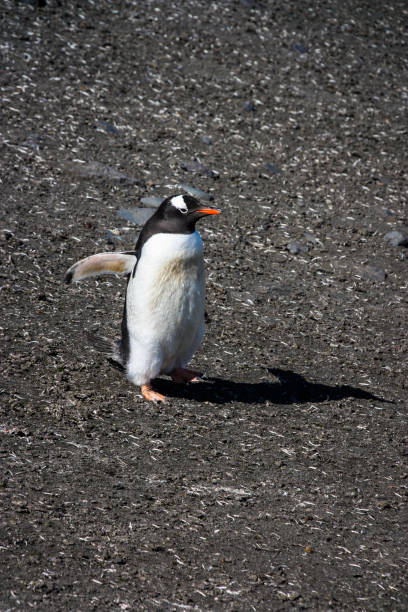 gentoo pinguin - pebble gentoo penguin antarctica penguin stock-fotos und bilder