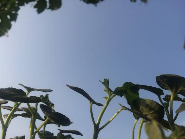 istock Baby plant-saplings 1154784710
