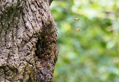 Bees living in a tree trunk