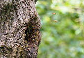 Bees in tree trunk